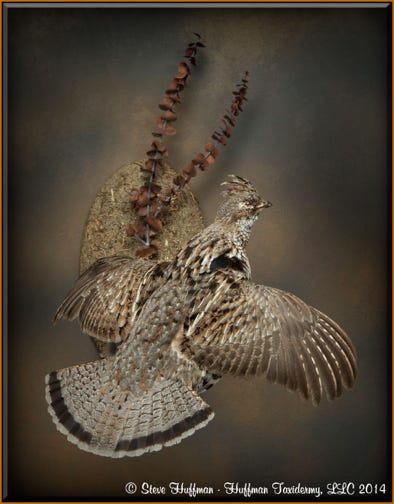 Ruffed Grouse Flying Taxidermy Wall Mount