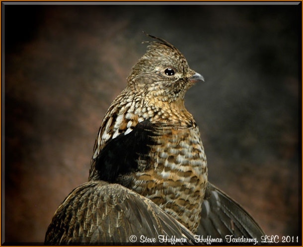 Ruffed Grouse Taxidermy Mount Drumming