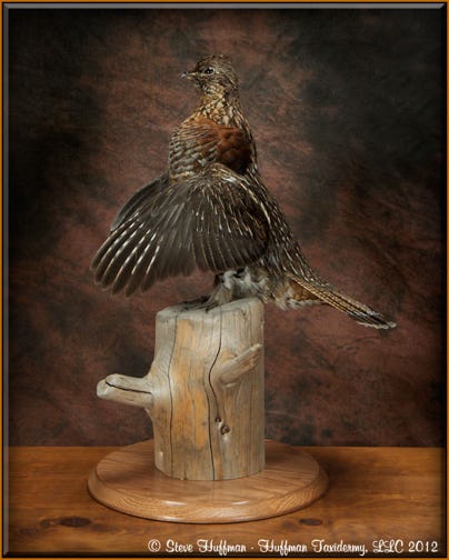 Ruffed Grouse Taxidermy Mount Drumming