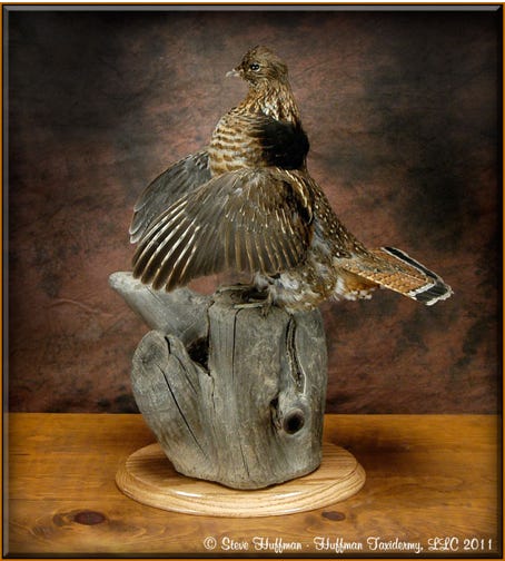 Ruffed Grouse Taxidermy Mount Drumming