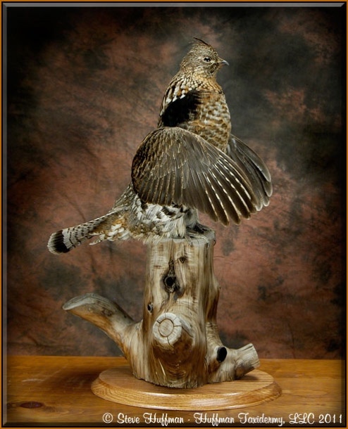 Ruffed Grouse Taxidermy Mount Drumming