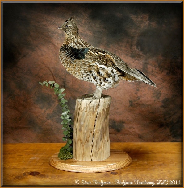 Ruffed Grouse Male Taxidermy Mount 