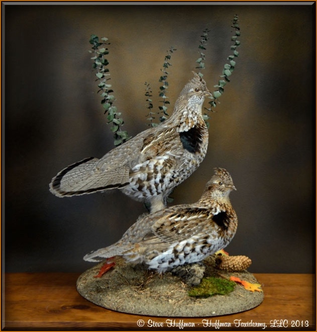 Ruffed Grouse Pair Taxidermy Mount 