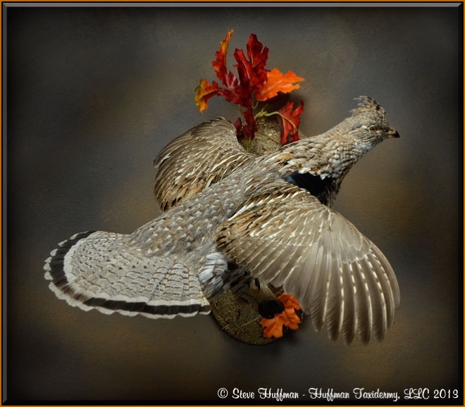 Ruffed Grouse Flying Taxidermy Wall Mount