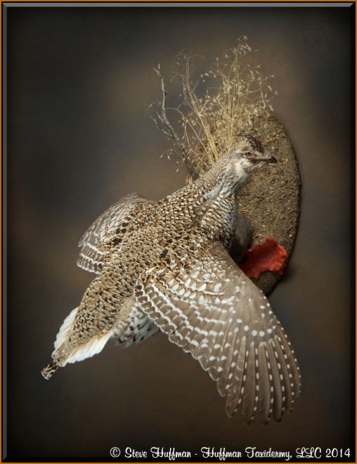 Sharptail Grouse Flying Taxidermy Wall Mount by Huffman Taxidermy
