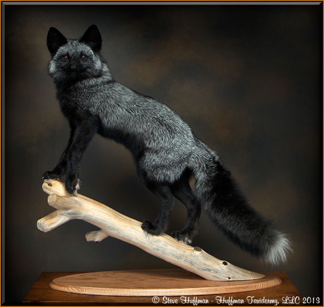 Silver Fox Lifesize Taxidermy Mount