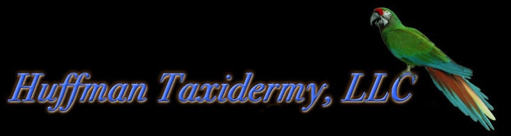 Huffman Taxidermy Page Title Logo