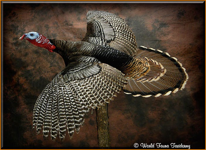 Flying Turkey Taxidermy Mount