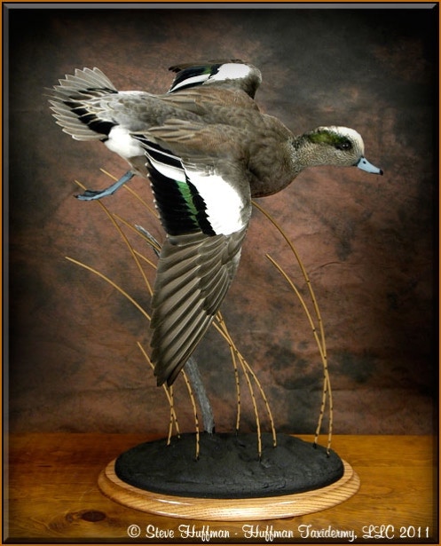 Wigeon Drake Flying Taxidermy Mount