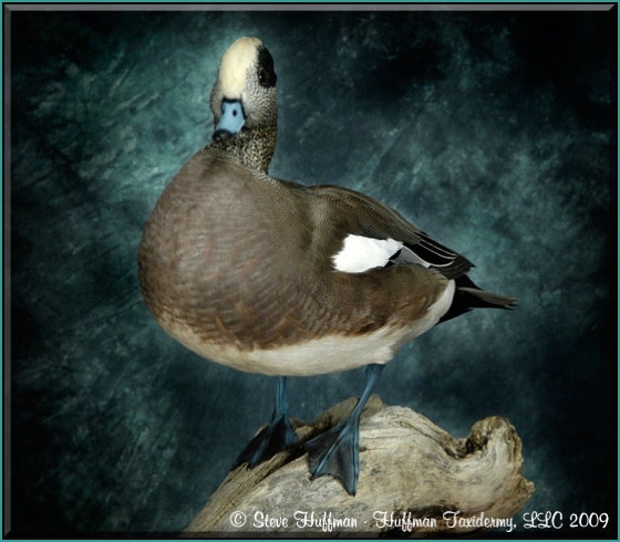Wigeon Drake Standing Taxidermy Mount