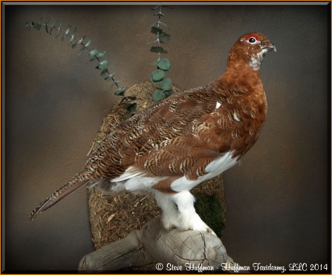 Willow Ptarmigan Taxidermy Wall Mount