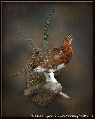 Willow Ptarmigan Taxidermy Wall Mount