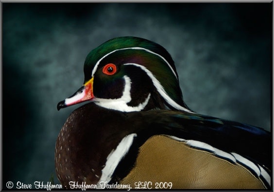 Wood Duck Drake Standing Taxidermy Mount
