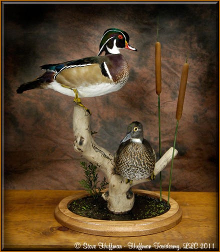 wood duck mounts ideas