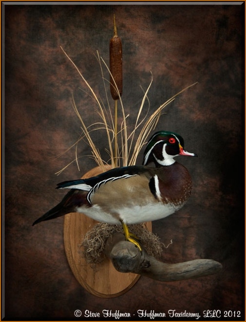 Wood Duck Drake Standing Taxidermy Wall Mount