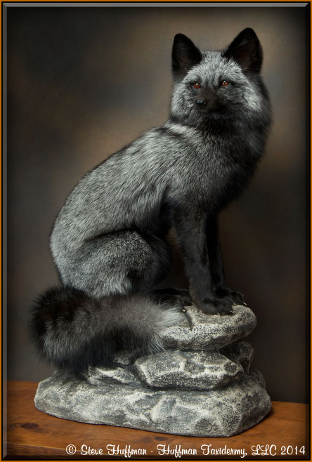 Grey Fox, Silver Fox, and Swift Foxes - Huffman Taxidermy LLC