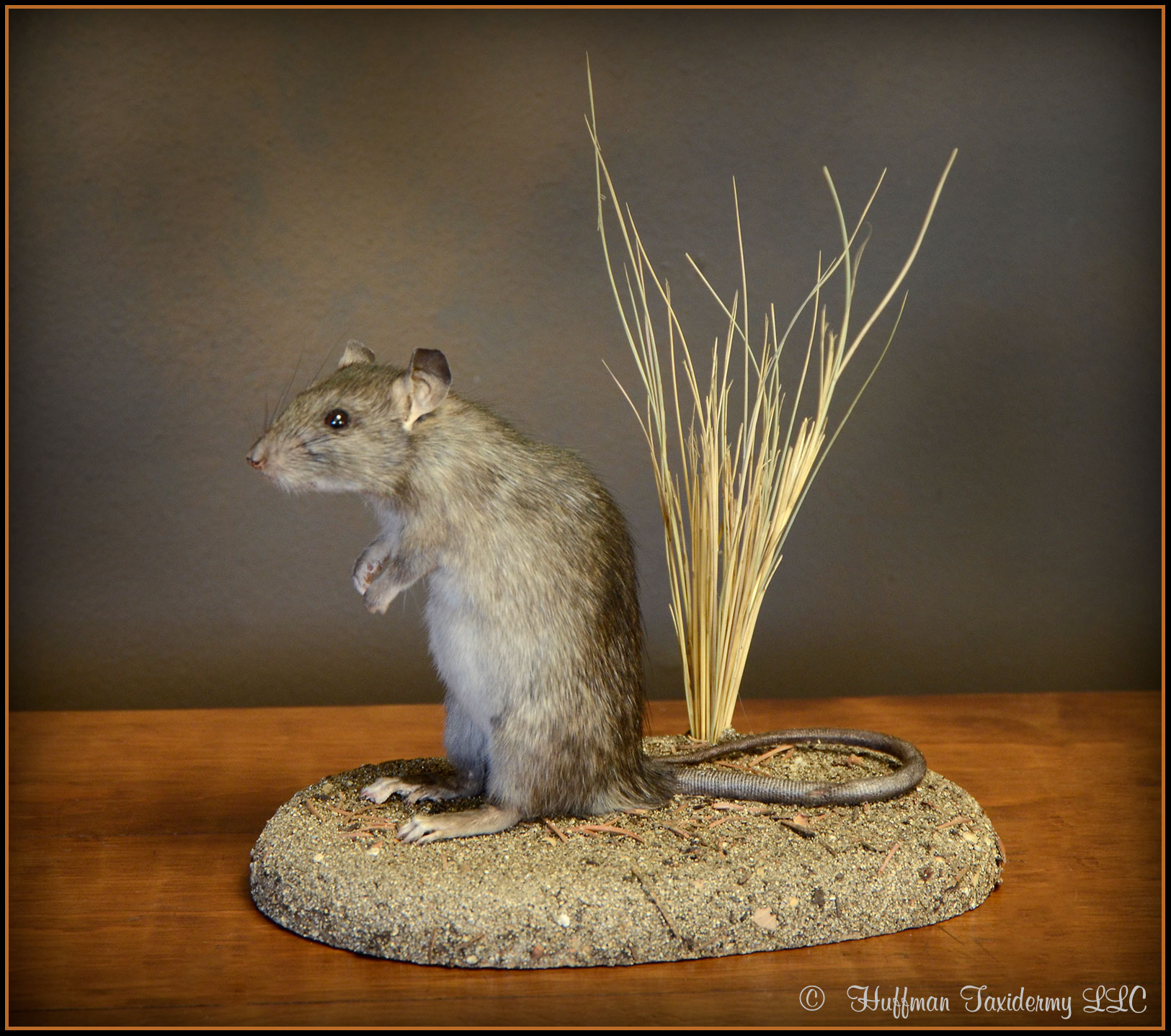 Roof Rat taxidermy mount