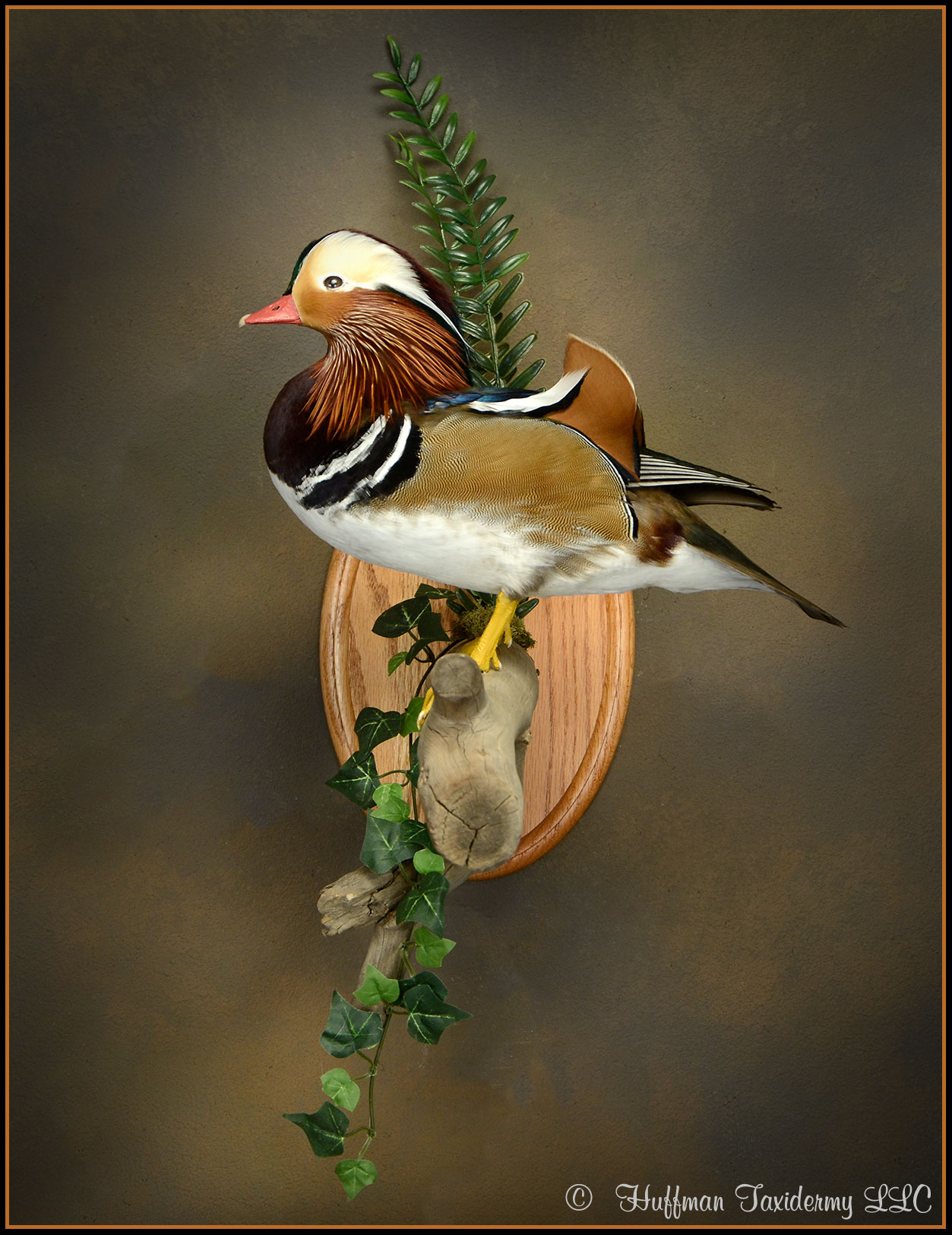 Japanese Mandarin Drake Taxidermy Mount