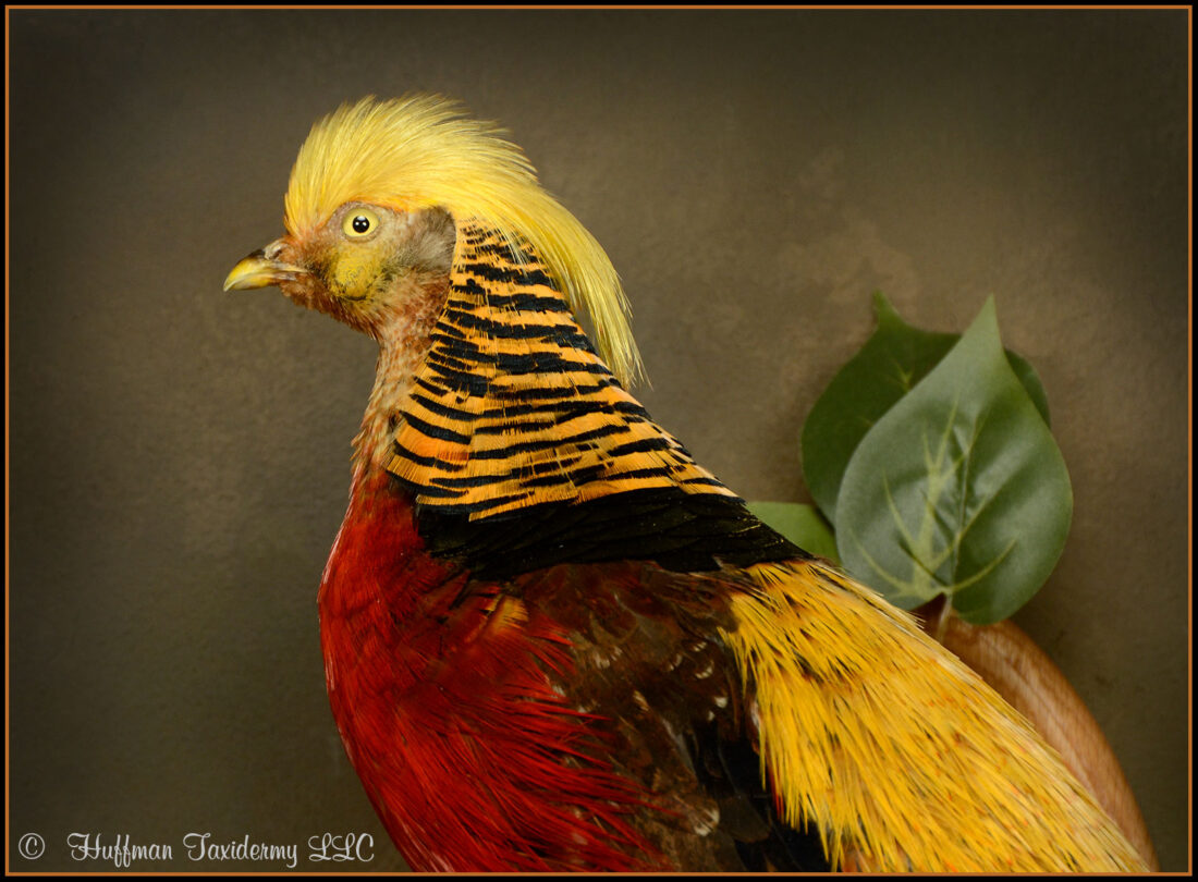 Chinese Golden Pheasant Taxidermy Mount