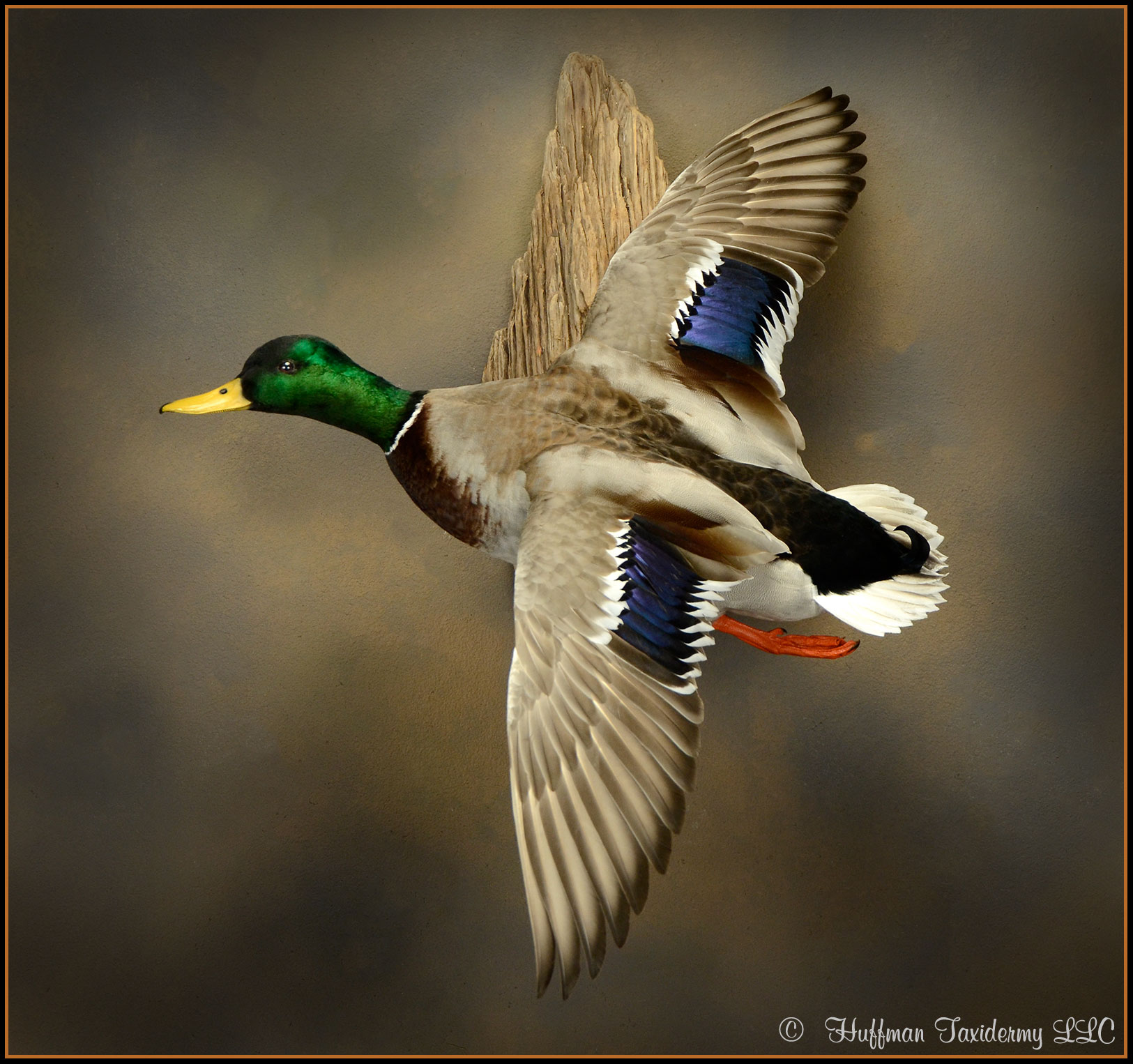 Mallard Drake Flying Wall Mount Taxidermy Duck