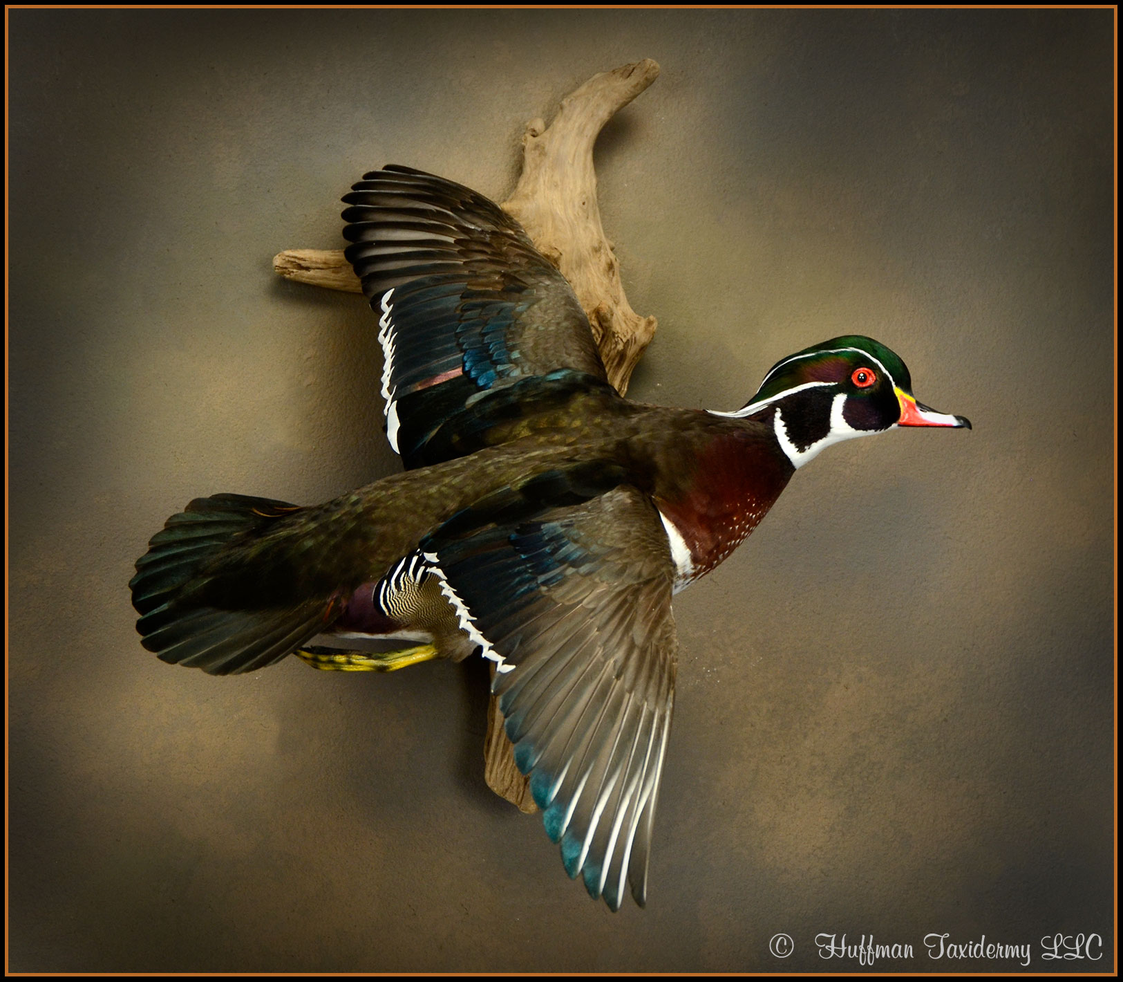 Wood Duck Drake Flying Wall Mount Taxidermy Duck