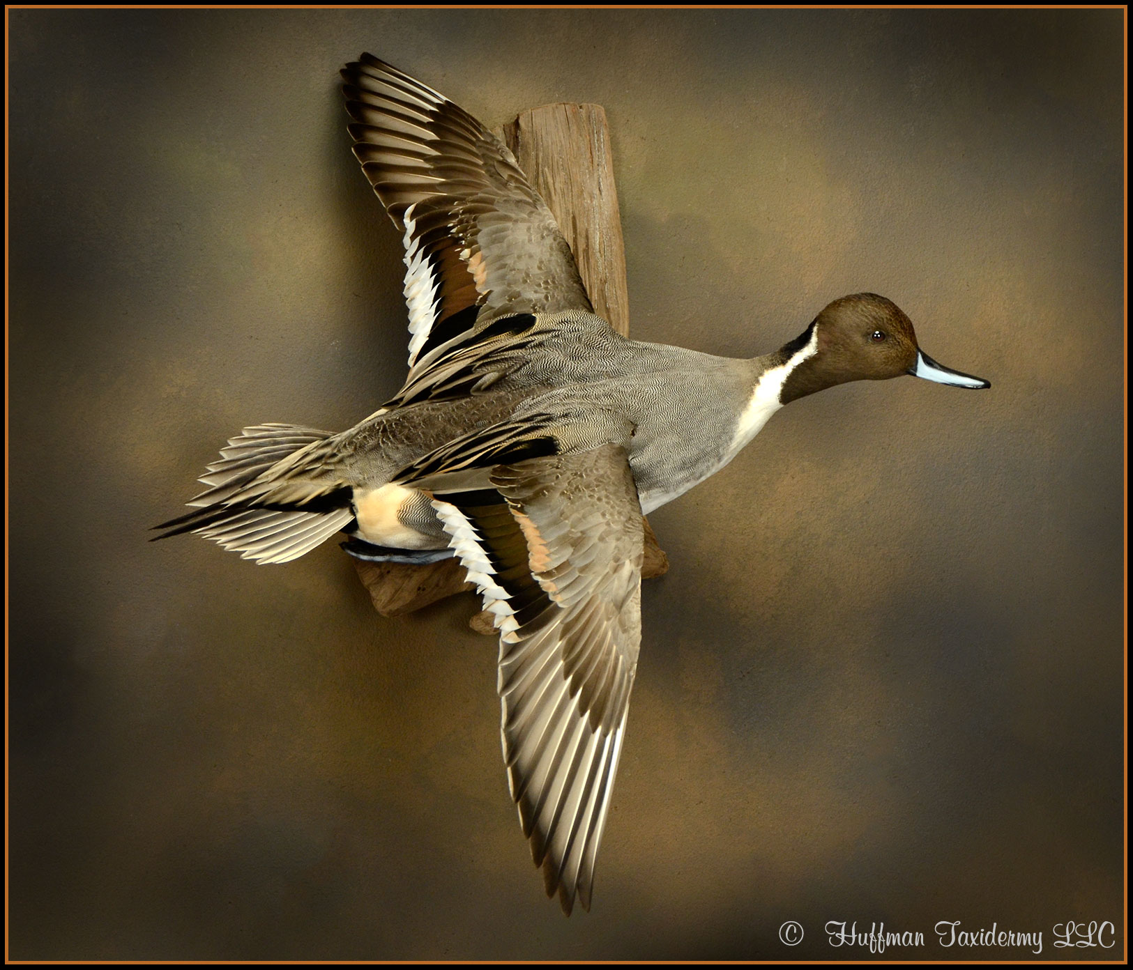 Pintail Drake Flying Wall Mount Taxidermy Duck