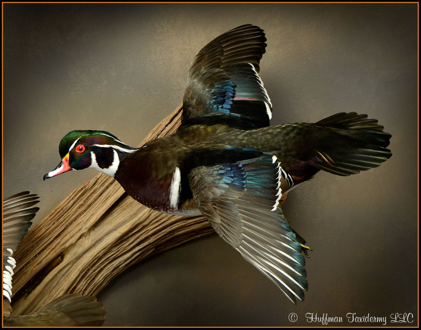 Wood Duck Drake Flying Wall Mount Taxidermy Duck