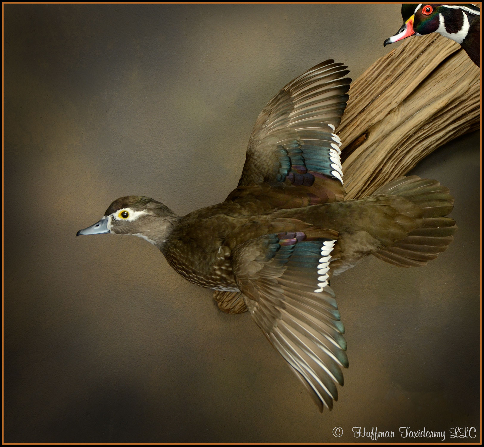 Wood Duck Hen Flying Wall Mount Taxidermy Duck