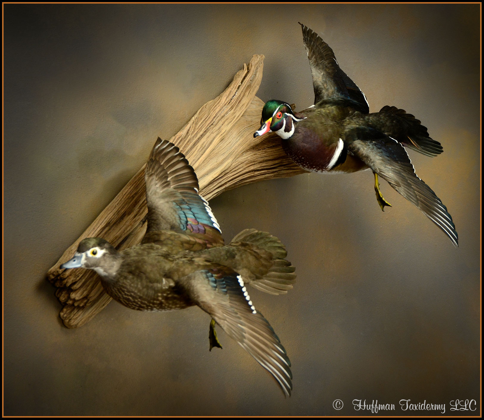 Wood Duck Pair Flying Wall Mount Taxidermy Duck