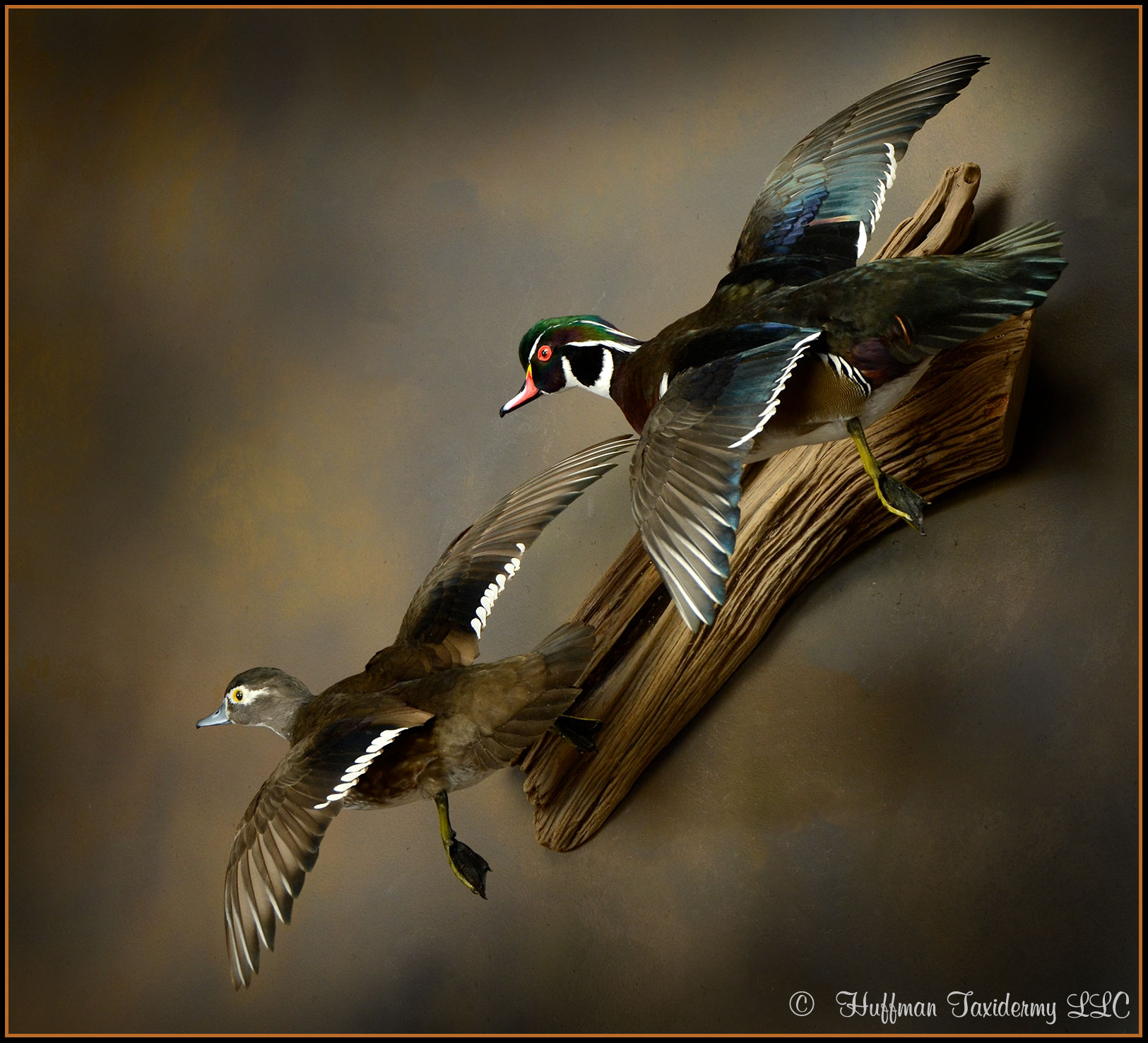Wood Duck Pair Flying Wall Mount Taxidermy Duck