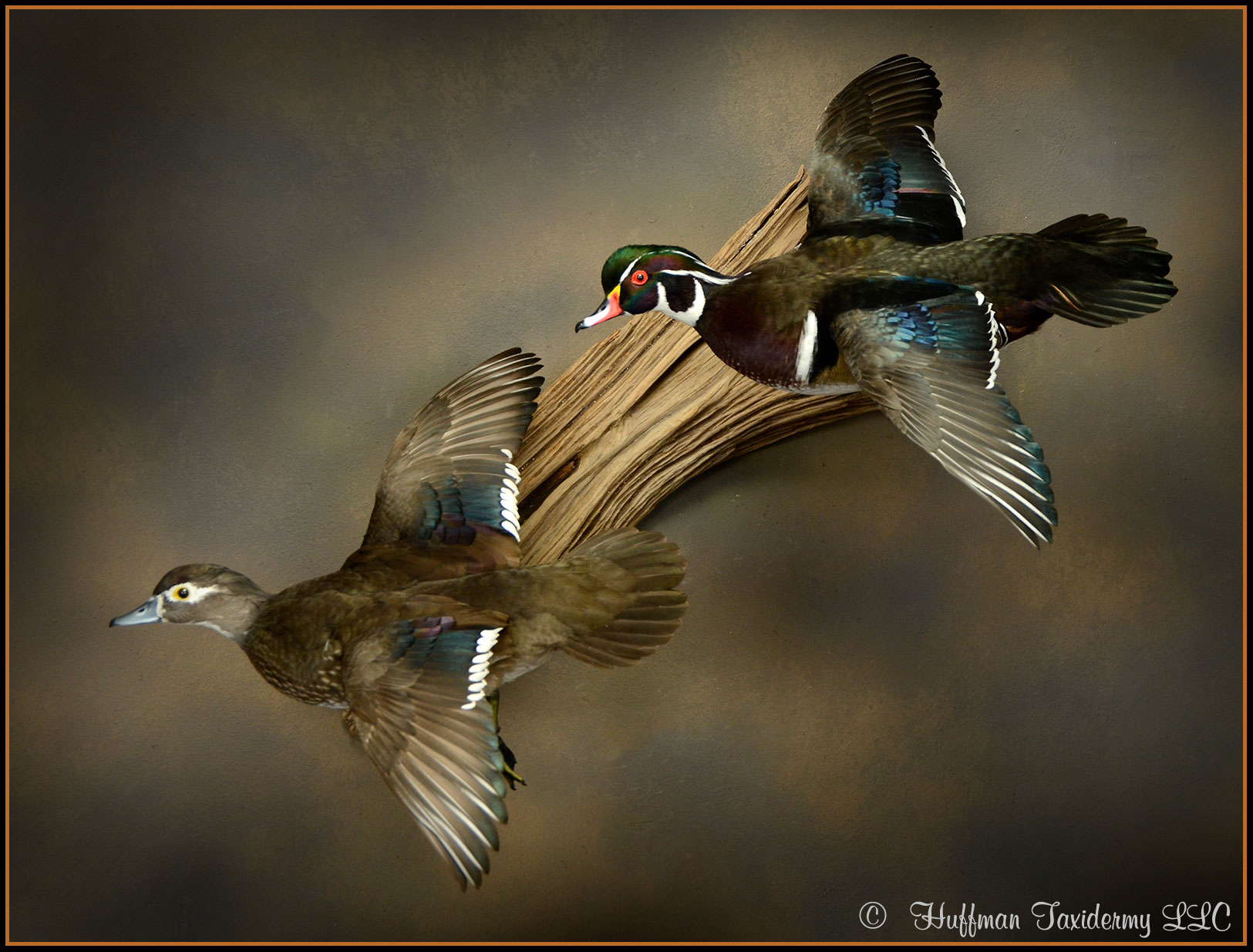 Wood Duck Pair Flying Wall Mount Taxidermy