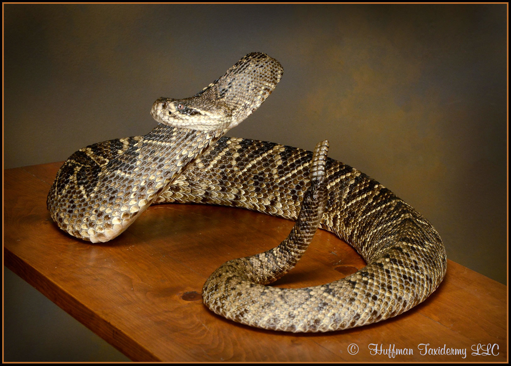 Eastern Diamondback Rattlesnake Taxidermy Mount