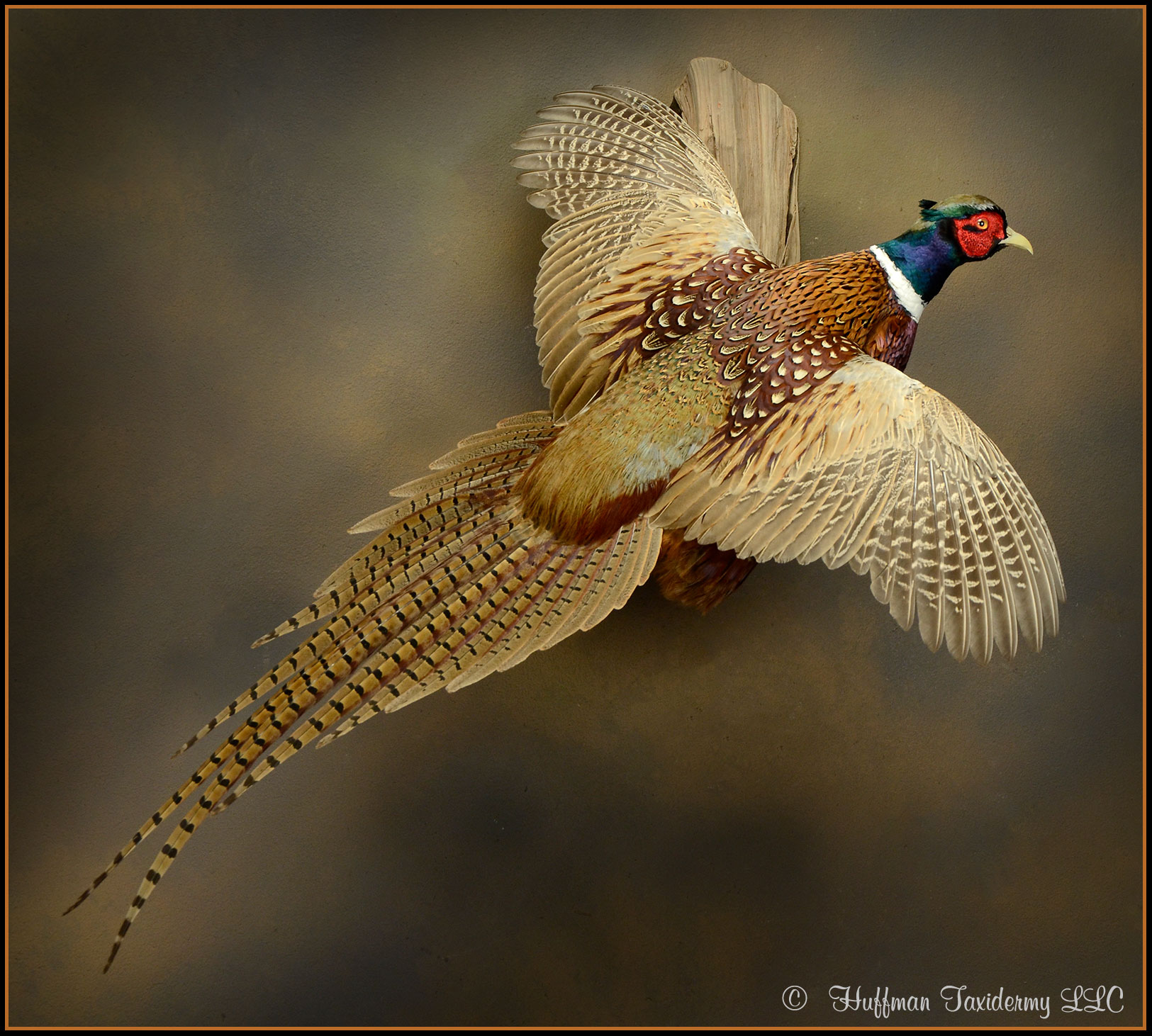 Ringneck Pheasant Taxidermy Mount