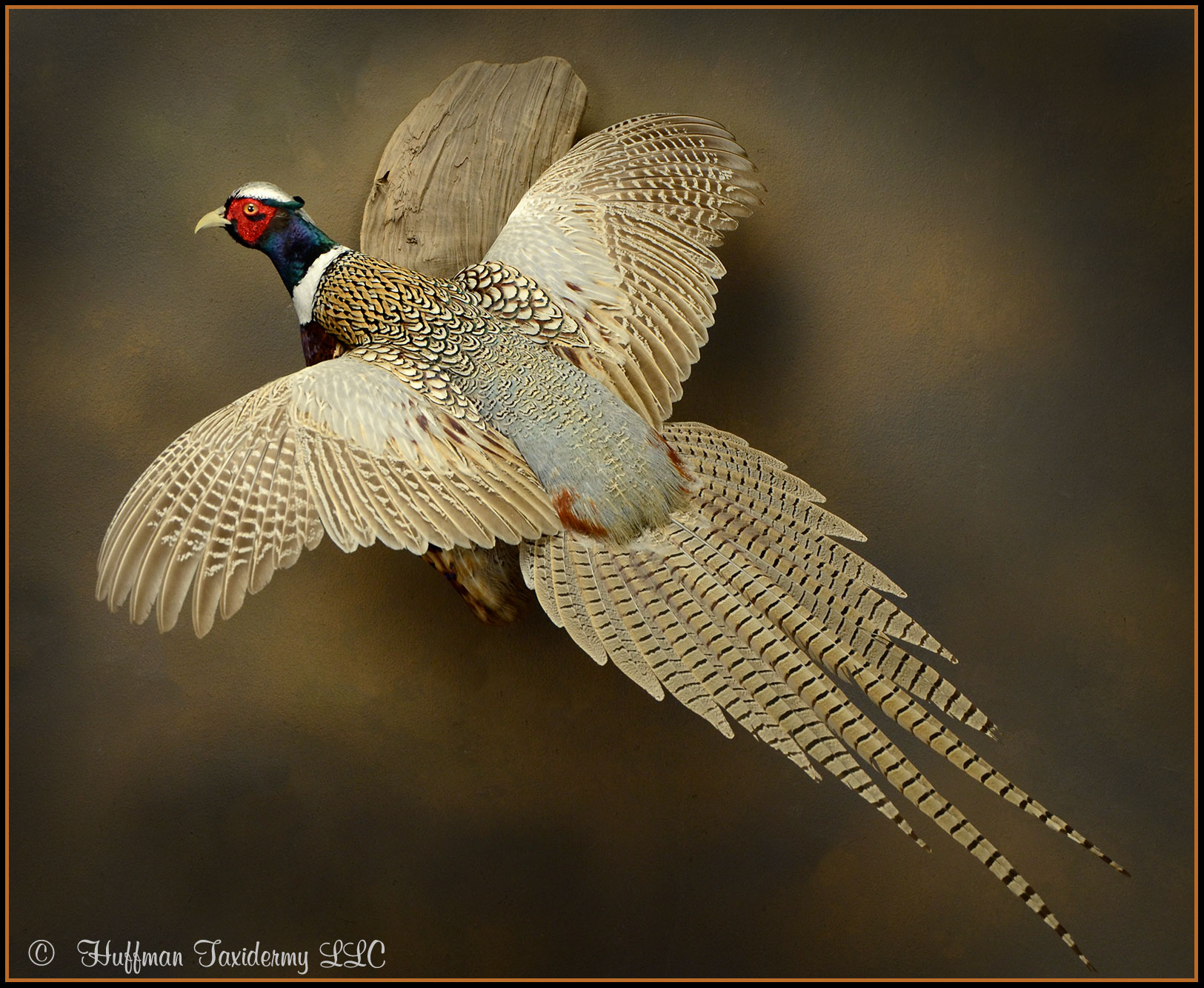 Ringneck Pheasant Taxidermy Mount