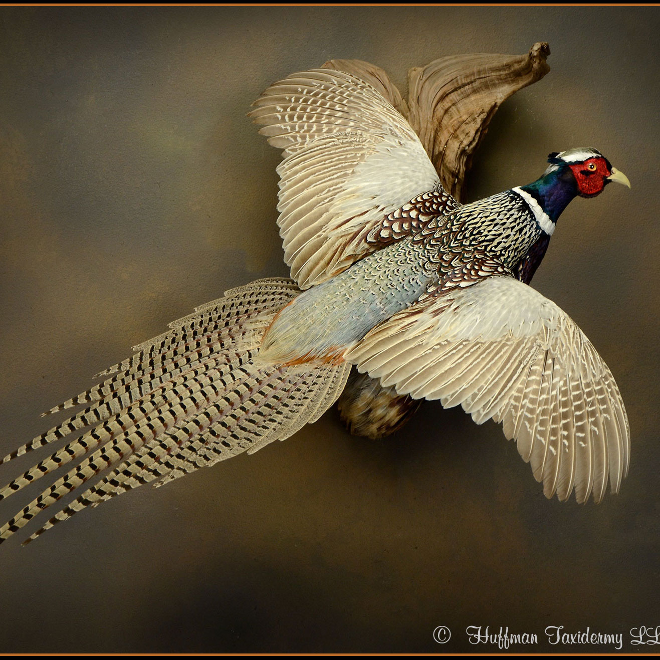 Ringneck Pheasant Taxidermy Mount
