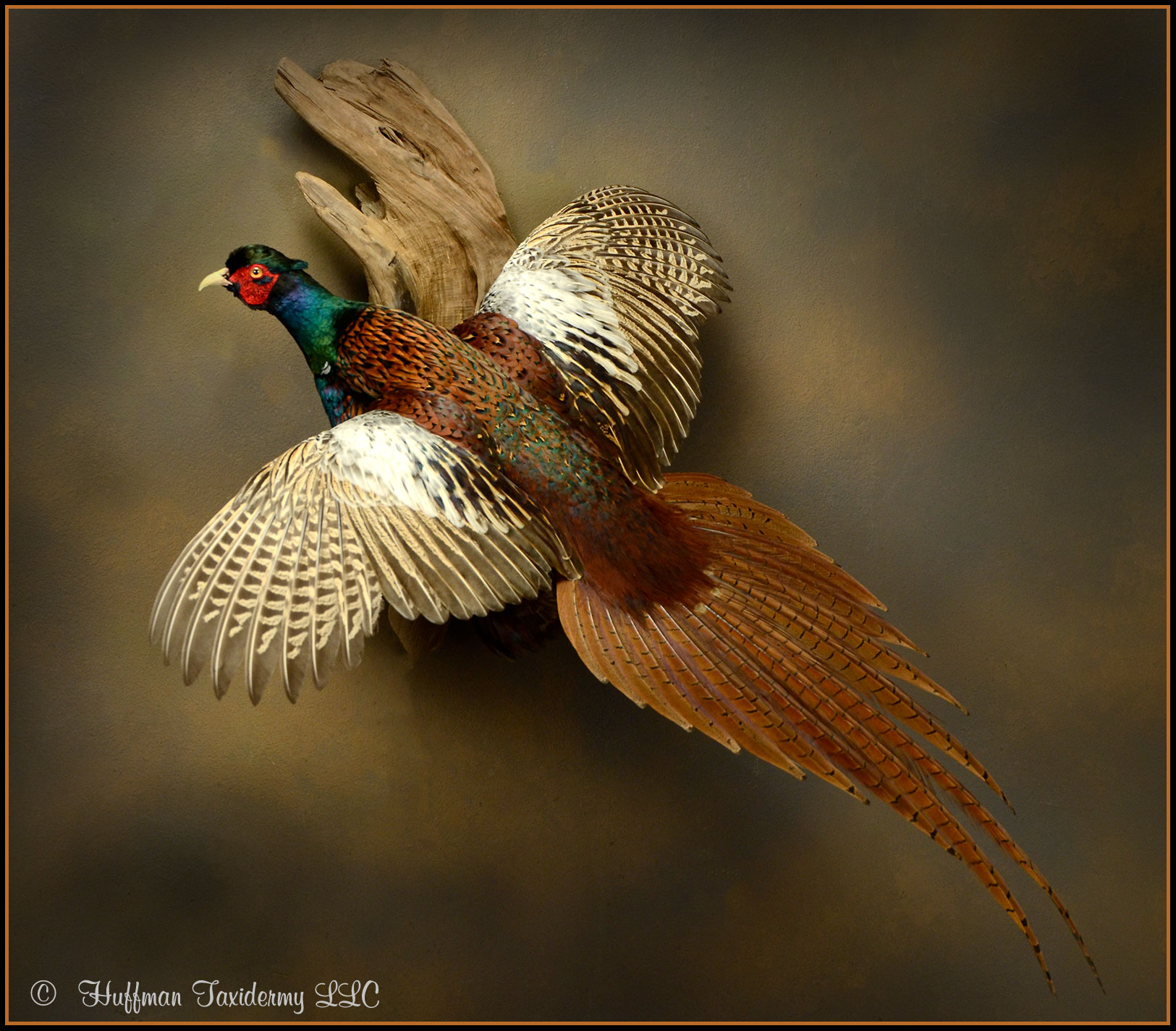 Afghan White Winged Pheasant Taxidermy Mount