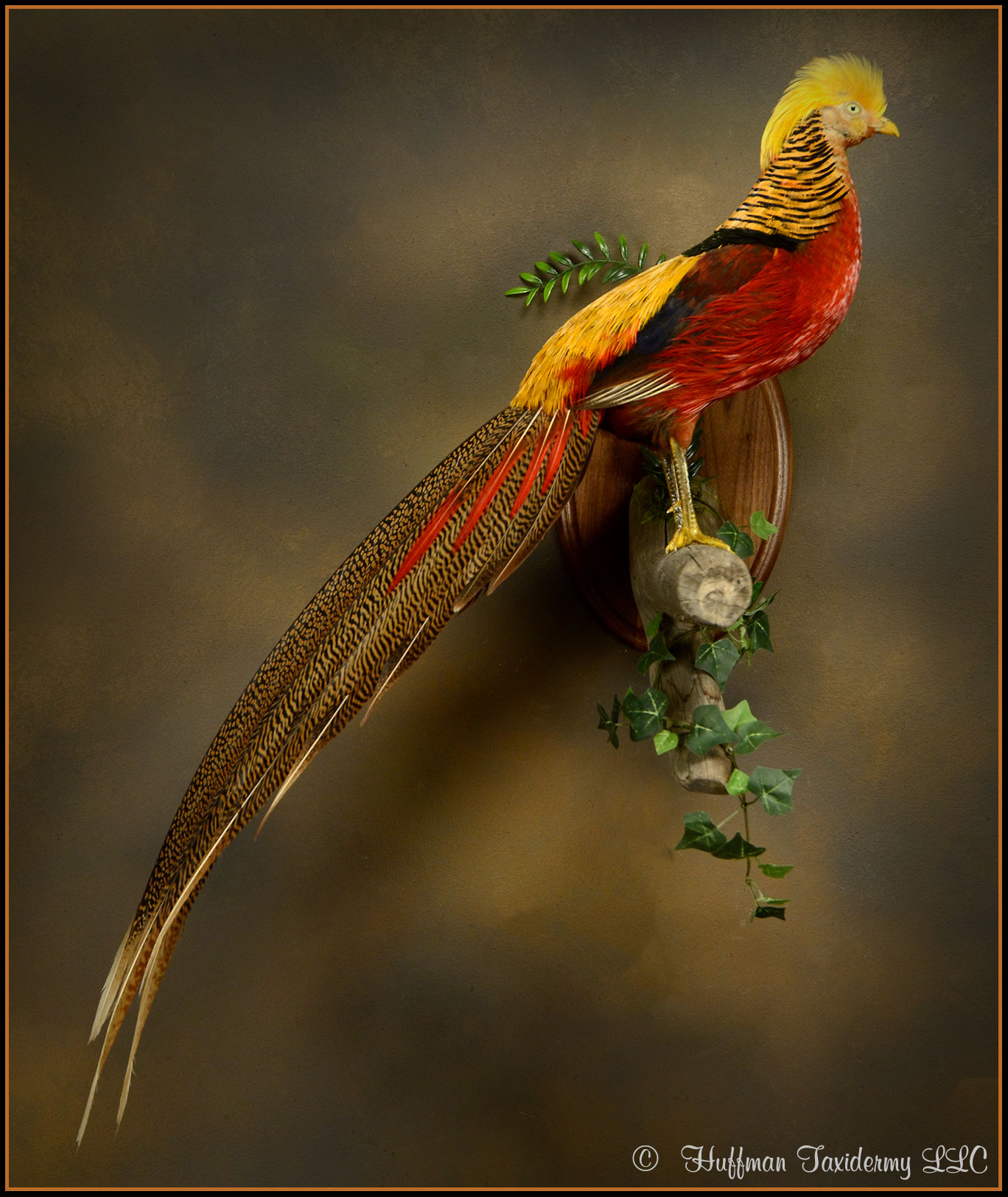 Golden Pheasant Taxidermy Mount