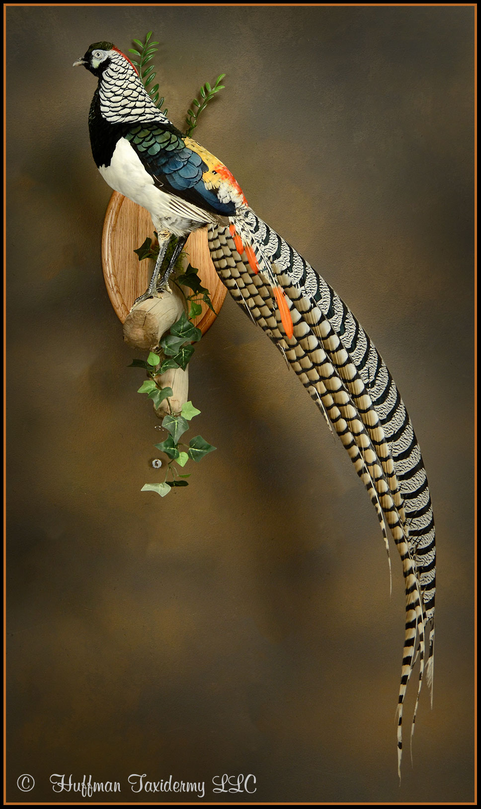 Amherst Pheasant Taxidermy Mount