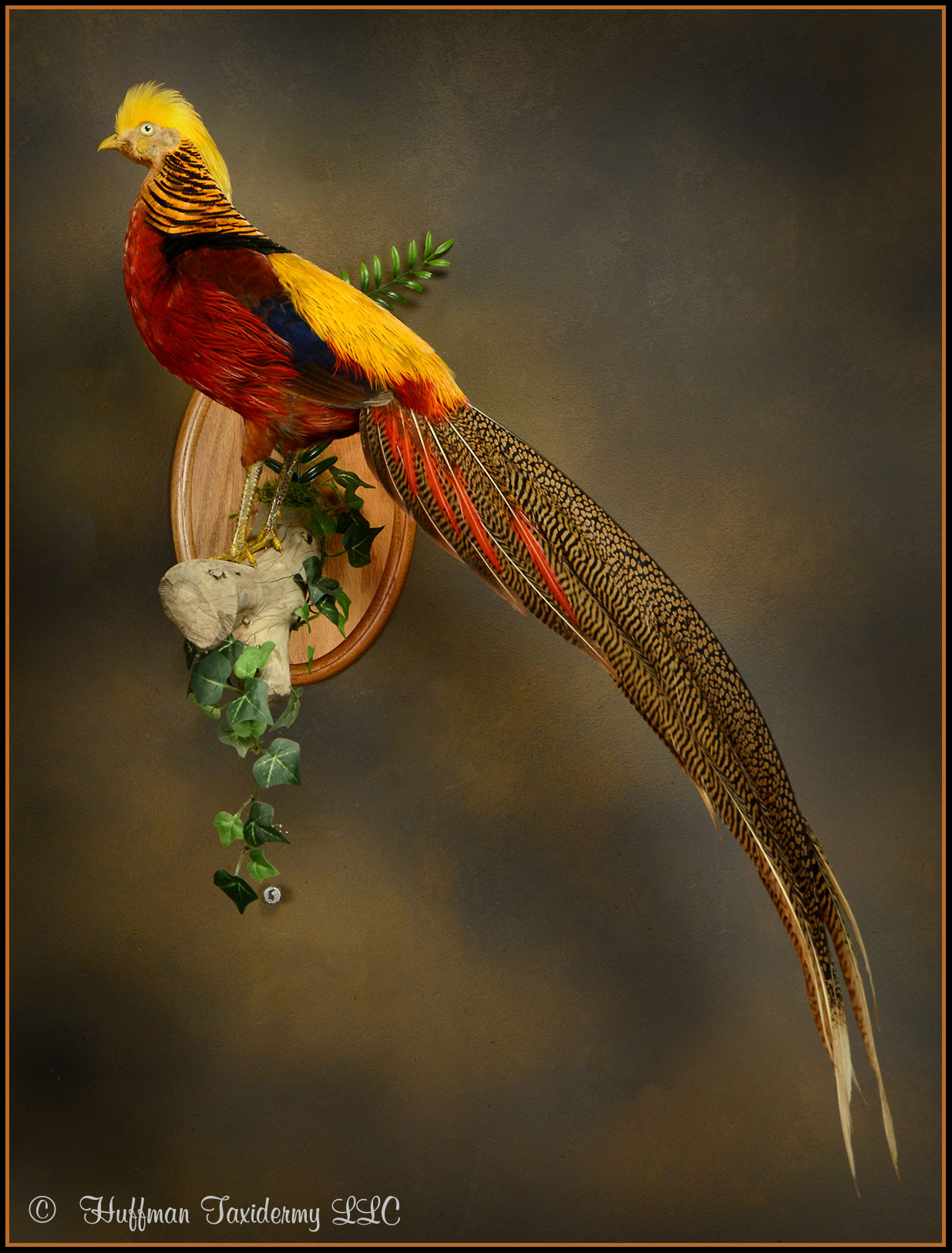 Golden Pheasant Taxidermy Mount
