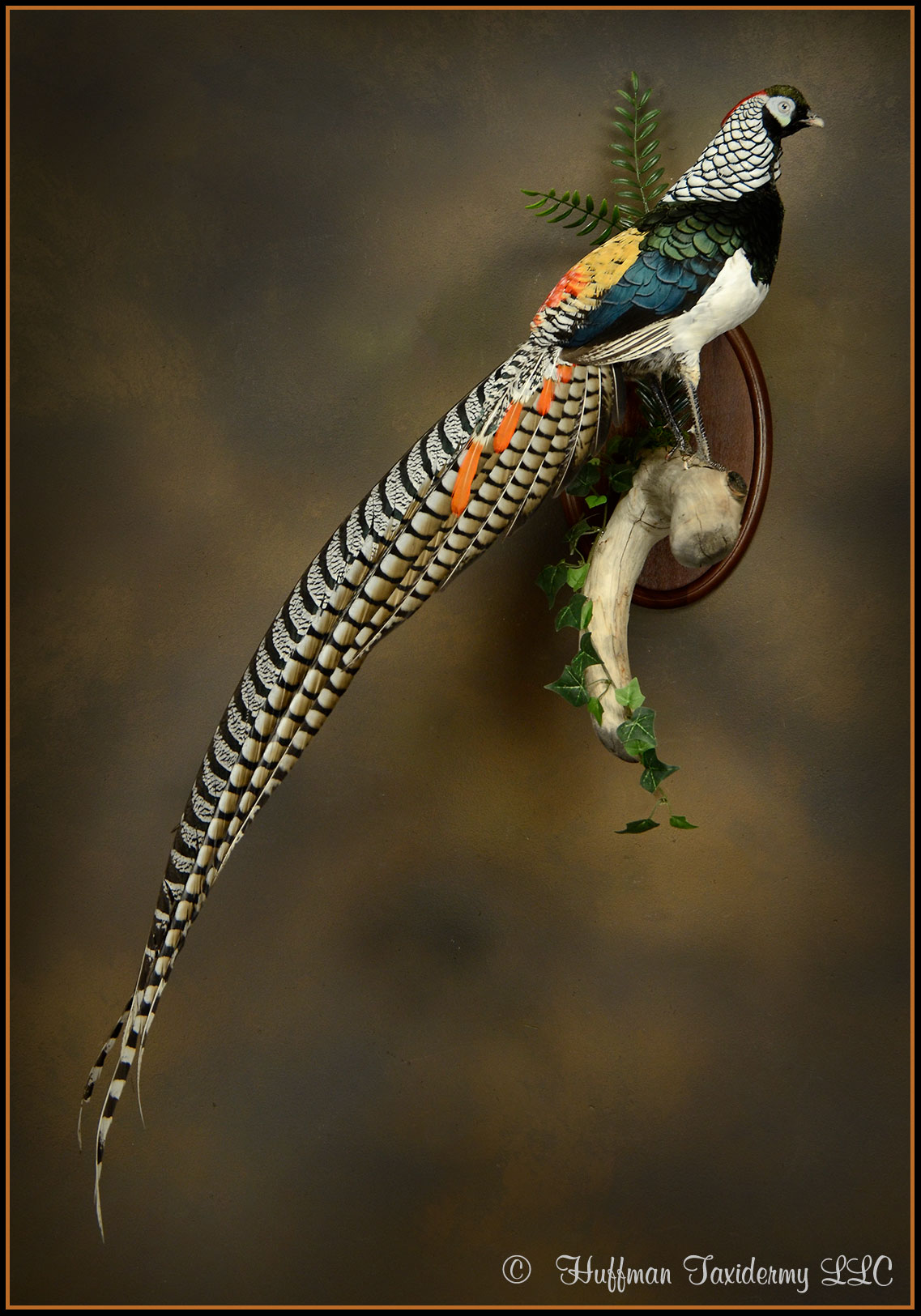 Amherst Pheasant Taxidermy Mount