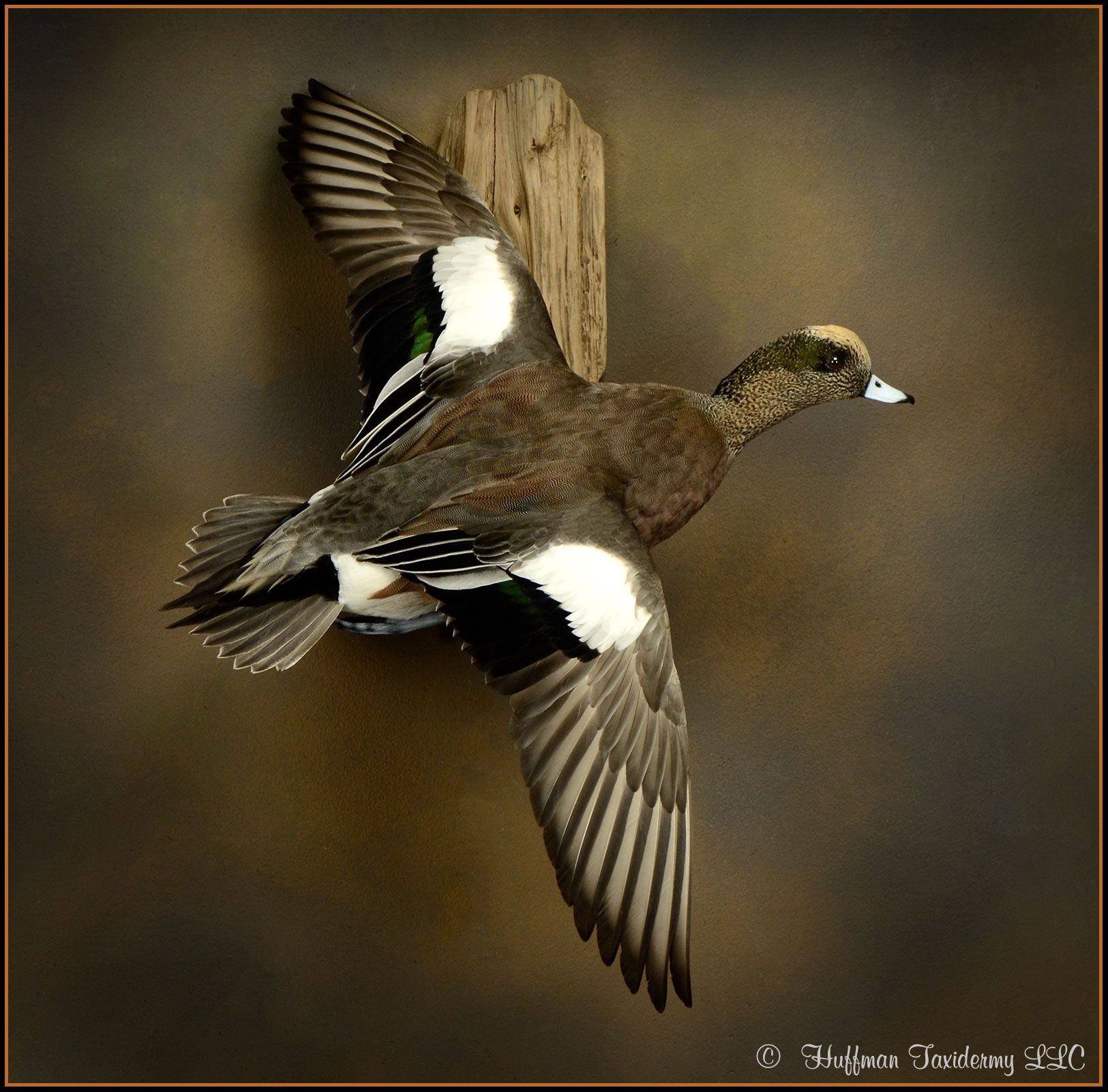 Wigeon Drake Mount Taxidermy