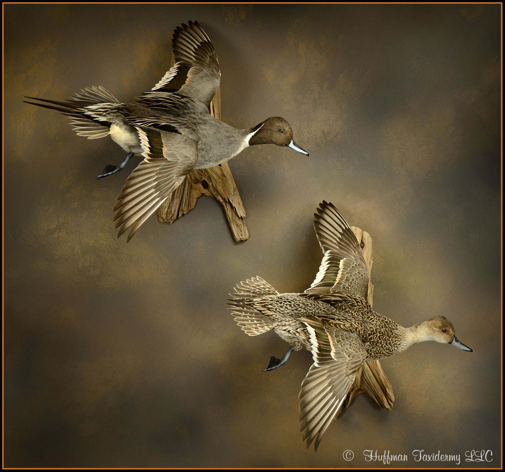Pintail Taxidermy Mount