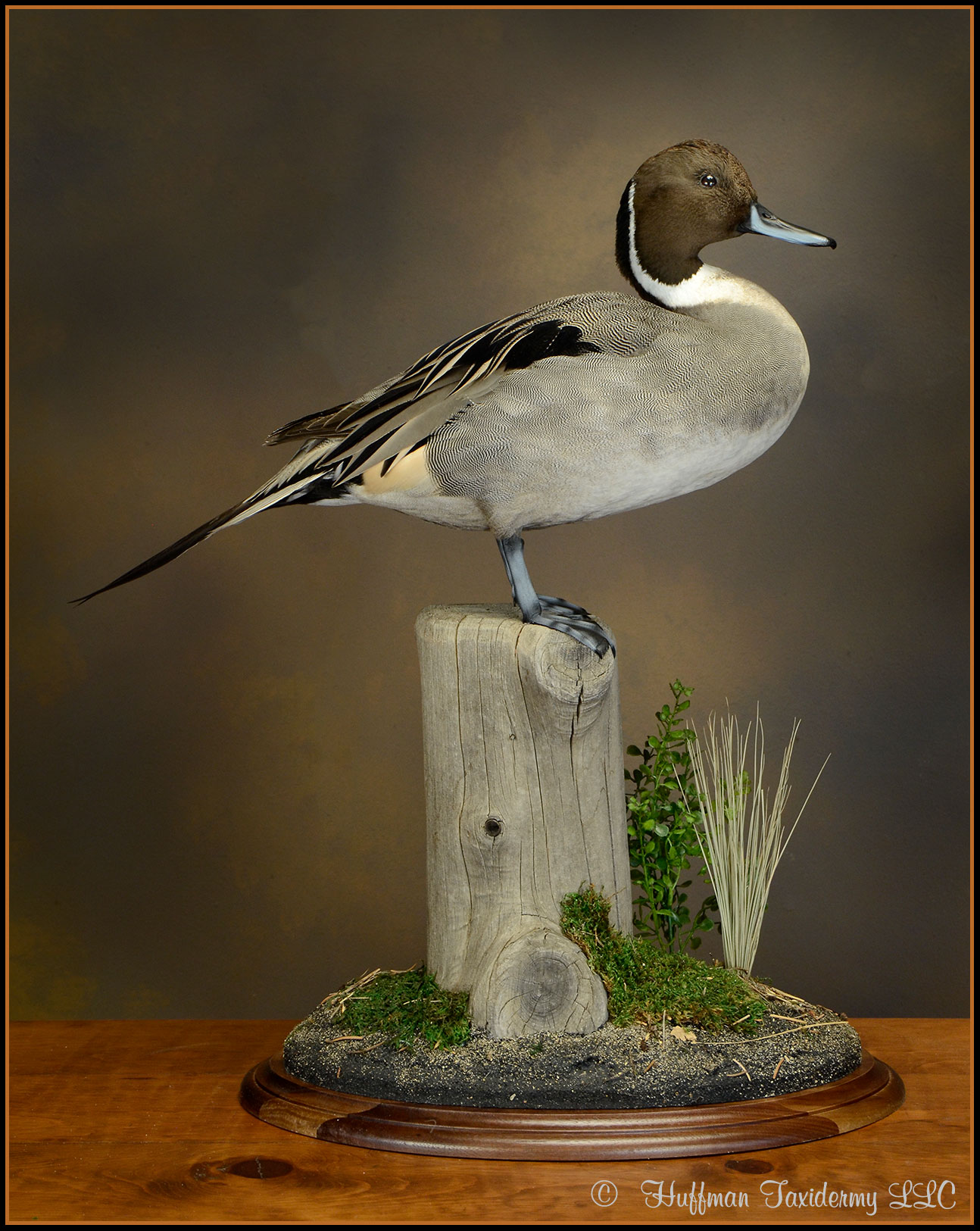 Pintail Taxidermy Mount