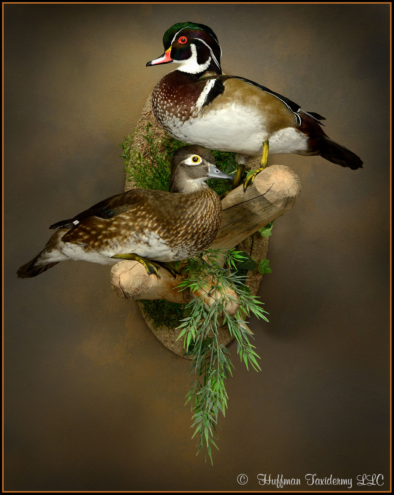 Wood Duck Taxidermy Mount