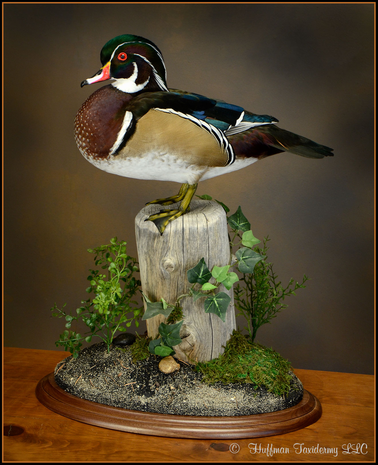Wood Duck Taxidermy Mount
