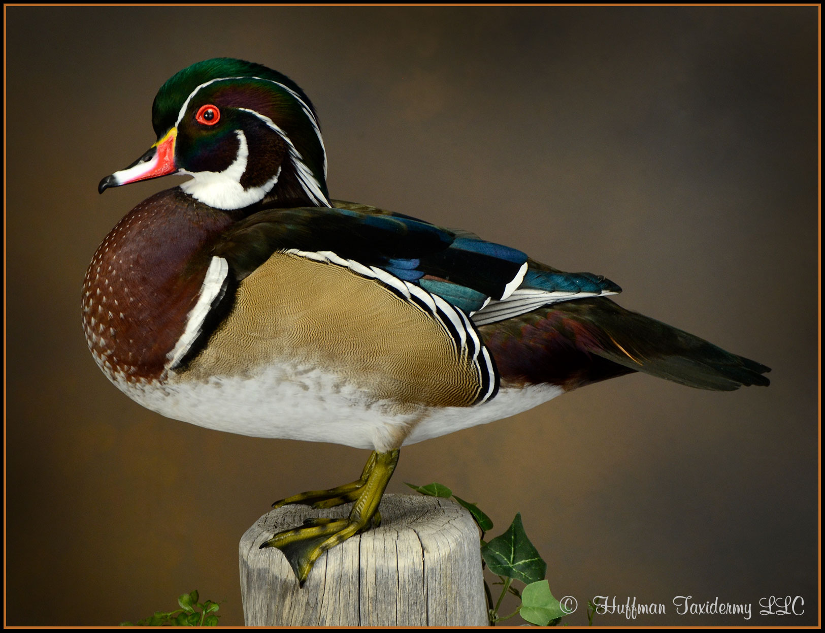 Wood Duck Taxidermy Mount