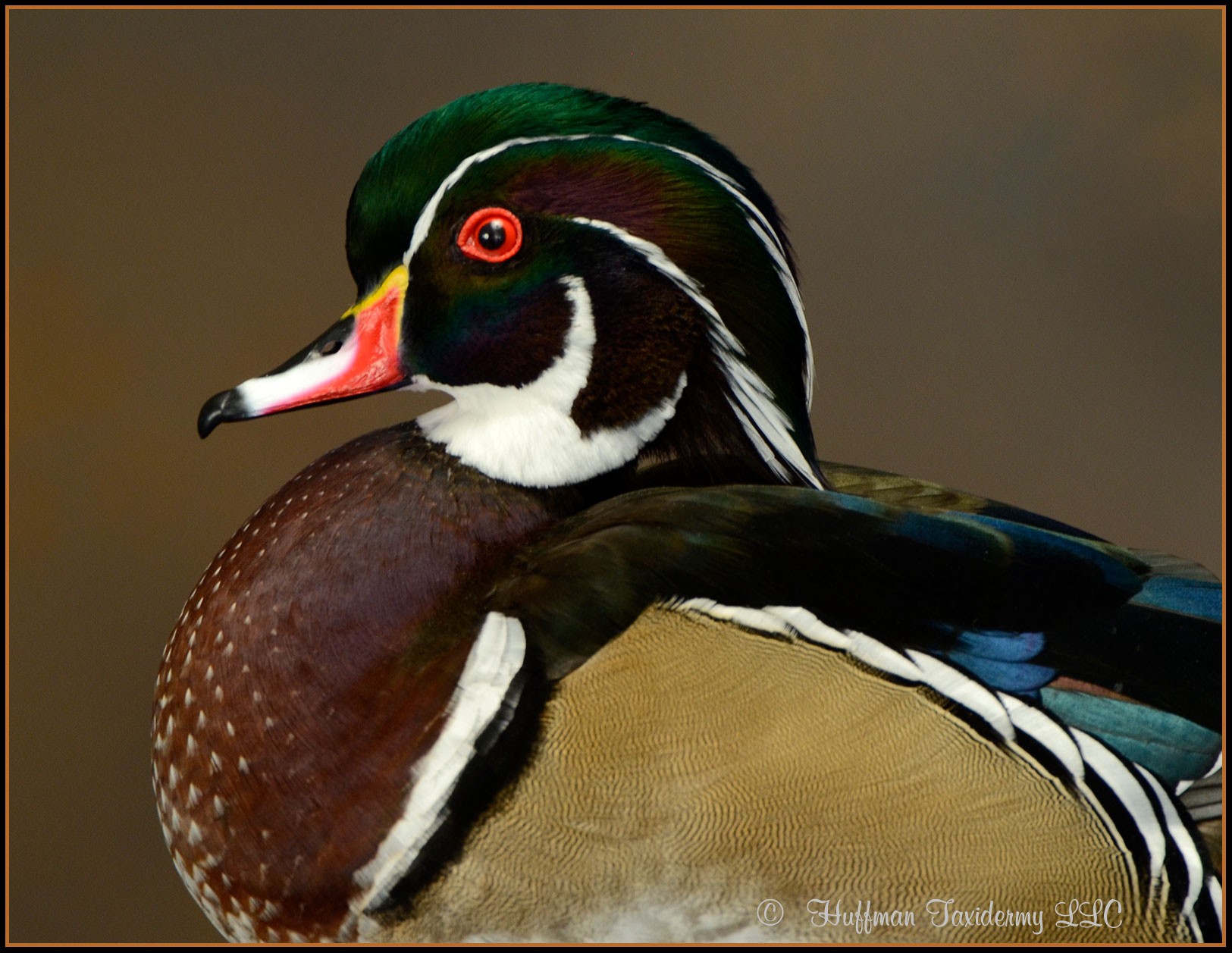 Wood Duck Taxidermy Mount