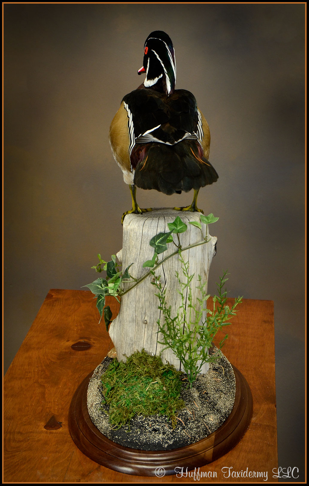 Wood Duck Taxidermy Mount