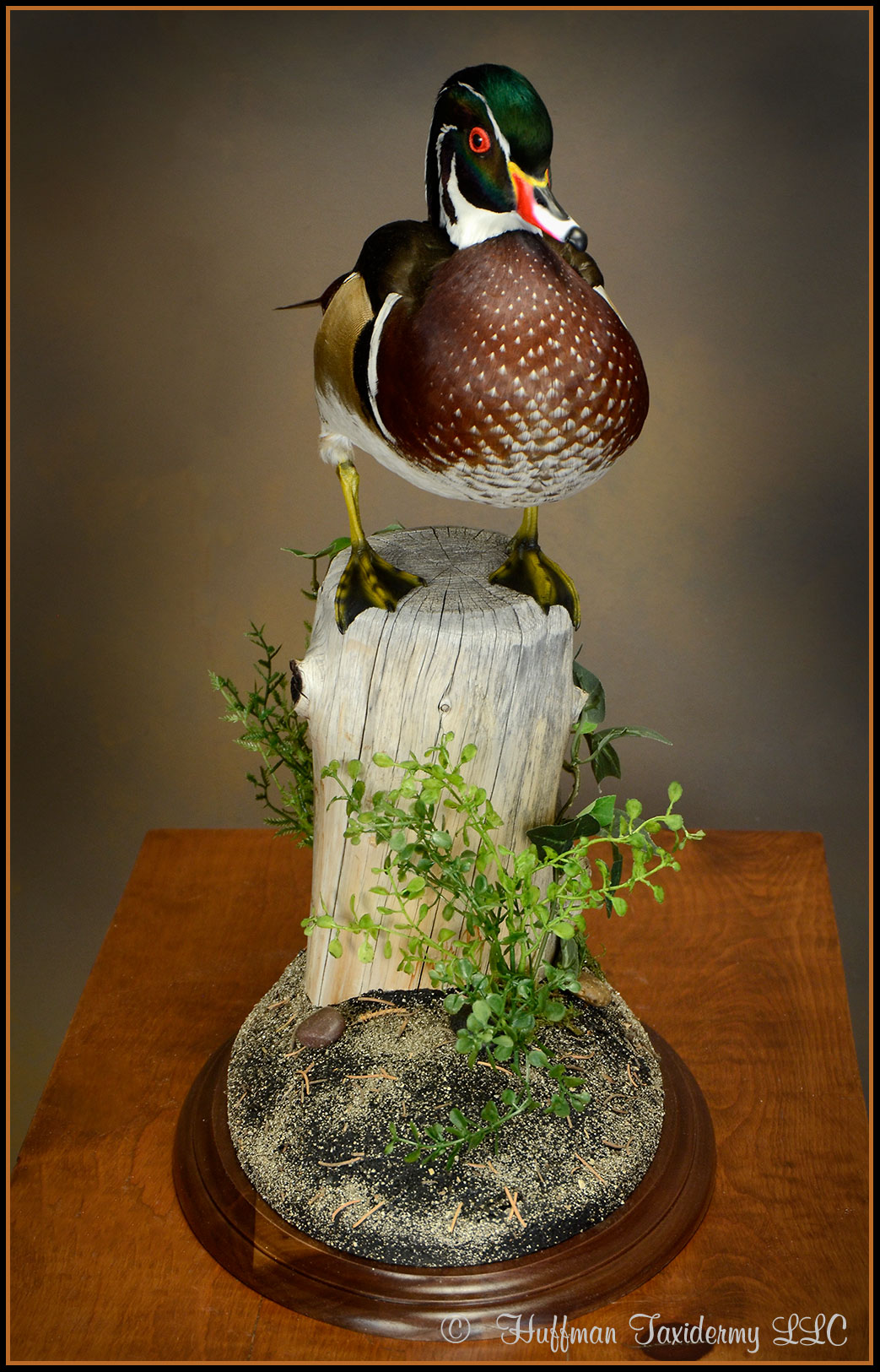 Wood Duck Taxidermy Mount