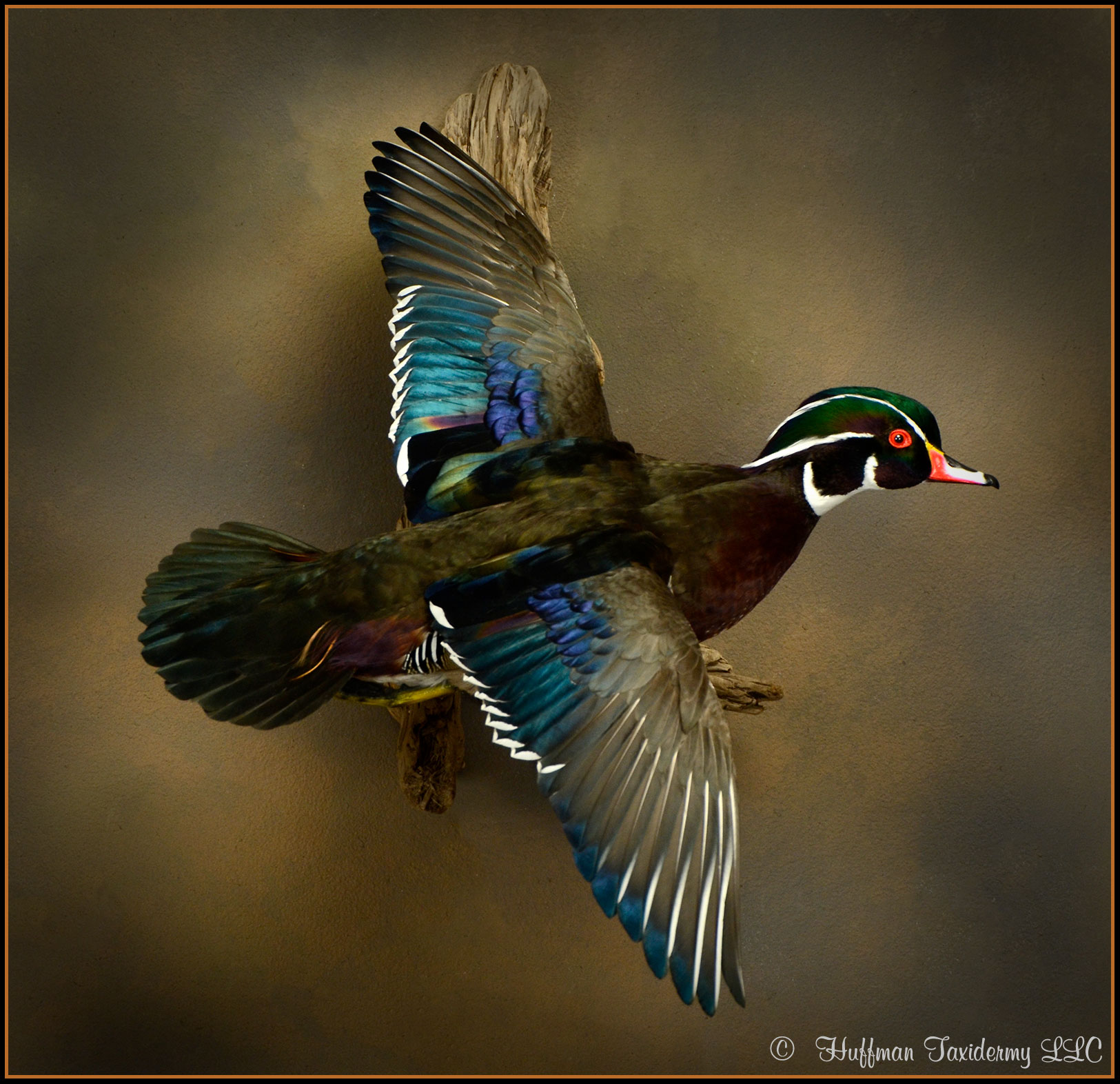 Wood Duck Taxidermy Mount